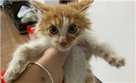 跳蚤粉可以撒在猫身上吗