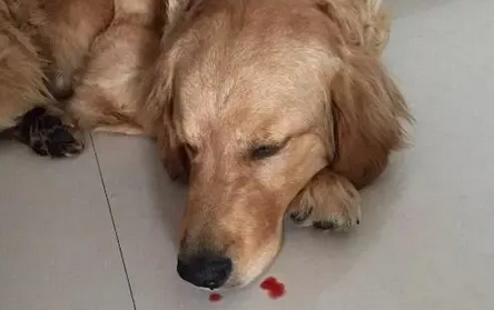狗流鼻血是准备死吗