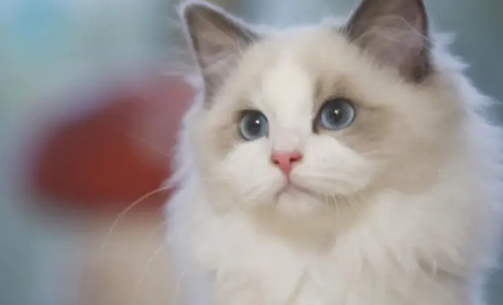 穷养布偶猫一个月多少钱