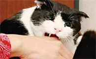 全国有没有被猫咬死亡病例