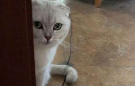 我有证据证明,小猫们原来也是吃货啊! 我有证据证明,小猫们原来也是吃货啊!