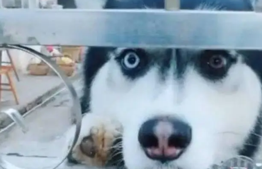 门上挂着内有恶犬的牌子,结果一看竟然是哈士奇,瞬间笑喷 门上挂着内有恶犬的牌子,结果一看竟然是哈士奇,瞬间笑喷