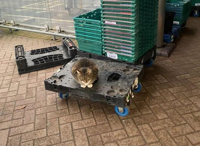 猫咪总爱跟着铲屎官去购物,结果在超市给自己找了个班上,优秀! 猫咪总爱跟着铲屎官去购物,结果在超市给自己找了个班上,优秀!