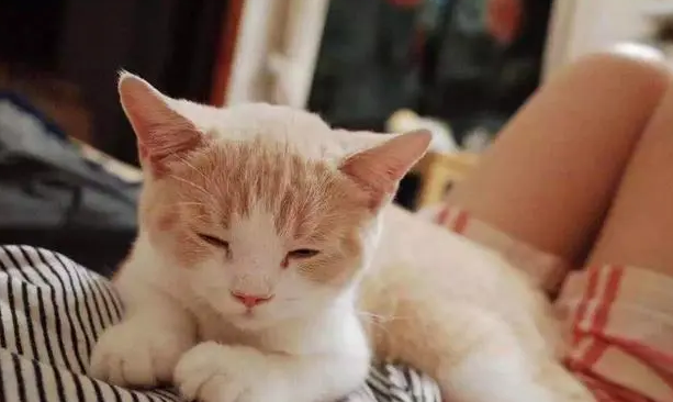 日在无限黄眼睛猫 日在无限黄眼睛猫