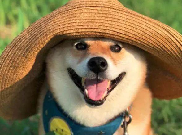 柴犬和主人出门度假, 回家时愁坏主人,柴犬: 本狗子不想回家! 柴犬和主人出门度假, 回家时愁坏主人,柴犬: 本狗子不想回家!