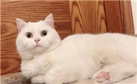 全身白色的猫吉利吗