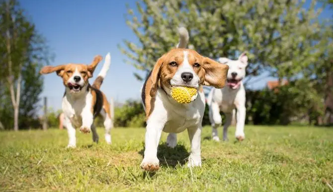 三犬念什么字怎么读啊 三犬念什么字怎么读啊