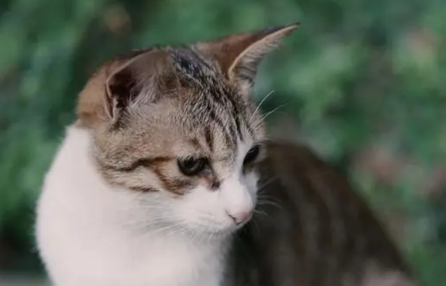 为什么不要和小猫对视 为什么不要和小猫对视