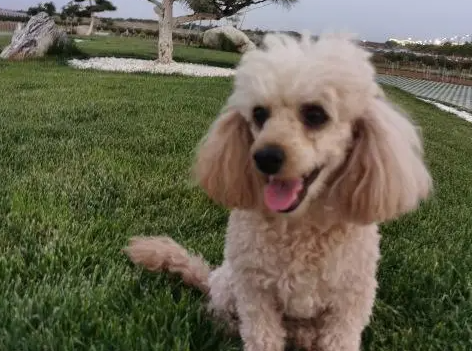 寻狗!主人因丢失2岁泰迪犬茶饭不思 寻狗!主人因丢失2岁泰迪犬茶饭不思