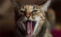 猫怎么看公母