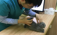 小马宠物医院下载要钱吗