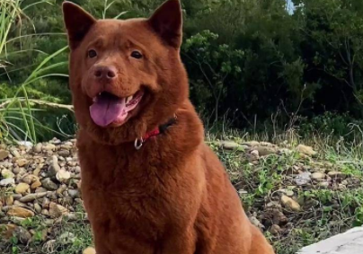 五红犬幼犬多少钱一只