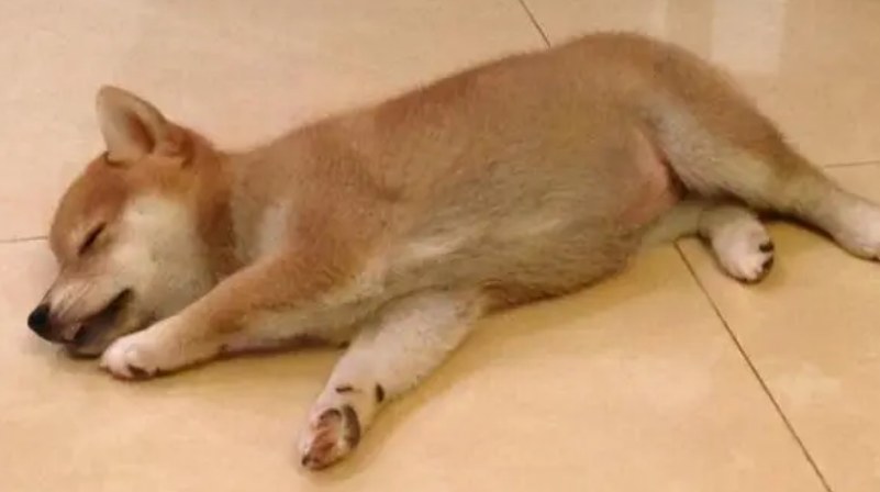 狗突然抽搐一会就好了