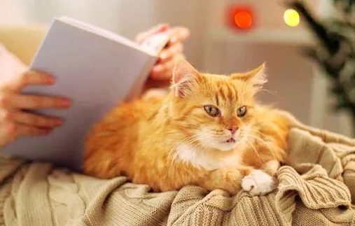 春节猫咪安置的四种方式