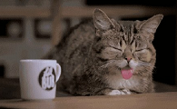 猫最讨厌的味道驱猫