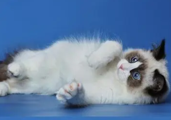 奇偶猫是什么