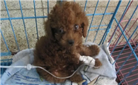 两个月幼犬得了冠状怎么治疗