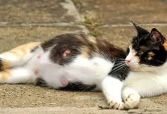 猫自己生产安全吗 猫自己生产安全吗