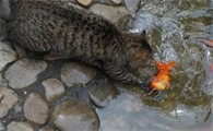 猫抓鱼APP是不是骗局