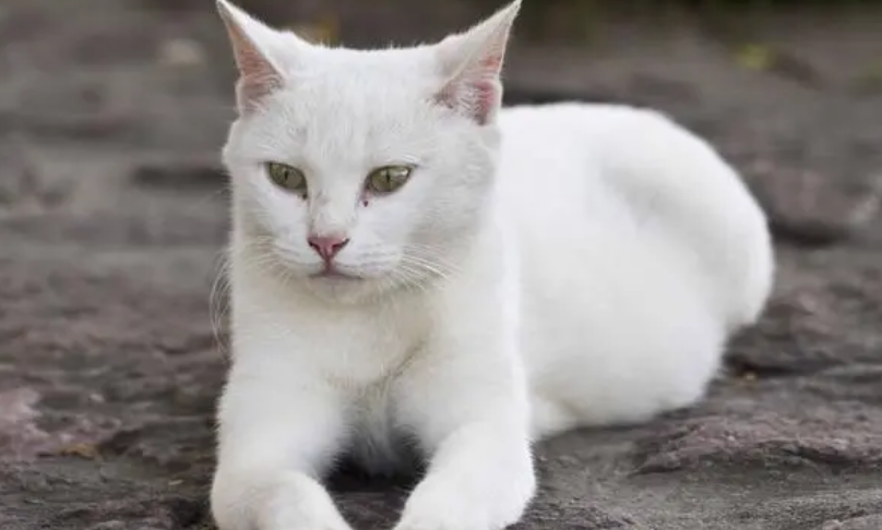 全身雪白的猫是什么品种 全身雪白的猫是什么品种