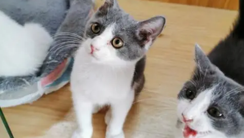 哪里可以免费领取宠物猫