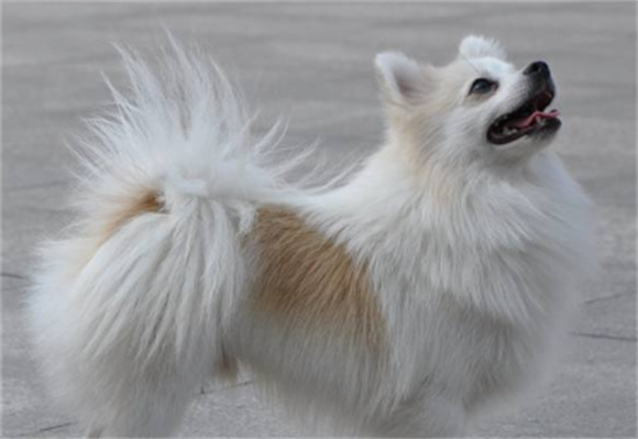 狐狸型犬种算中型犬吗 狐狸型犬种算中型犬吗