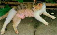 母猫为什么也有球球