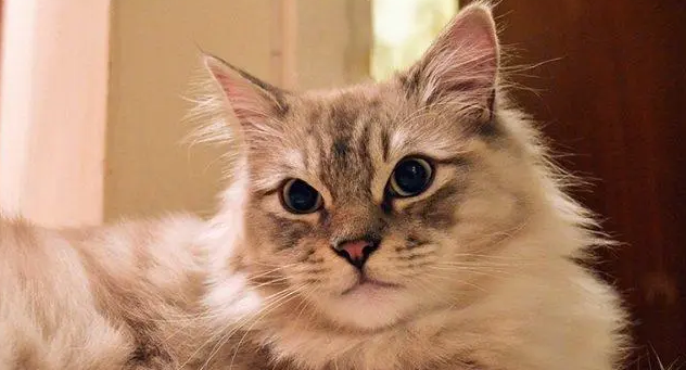 英系褴褛猫寿命 英系褴褛猫寿命