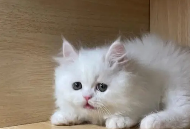 猫一直叫怎么办 猫一直叫怎么办