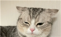 想再养一只猫要考虑什么