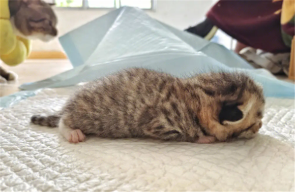 免费赠送宠物猫 免费赠送宠物猫