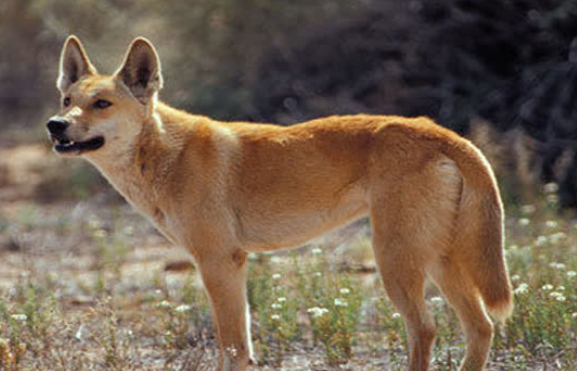 澳洲野犬是狼吗