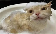 猫长时间不洗澡会怎样