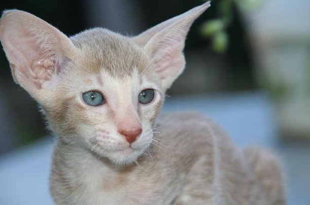 为啥有想把猫捏死的冲动