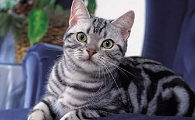 猫有哪些品种