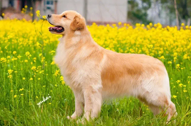 家里养什么犬好 家里养什么犬好
