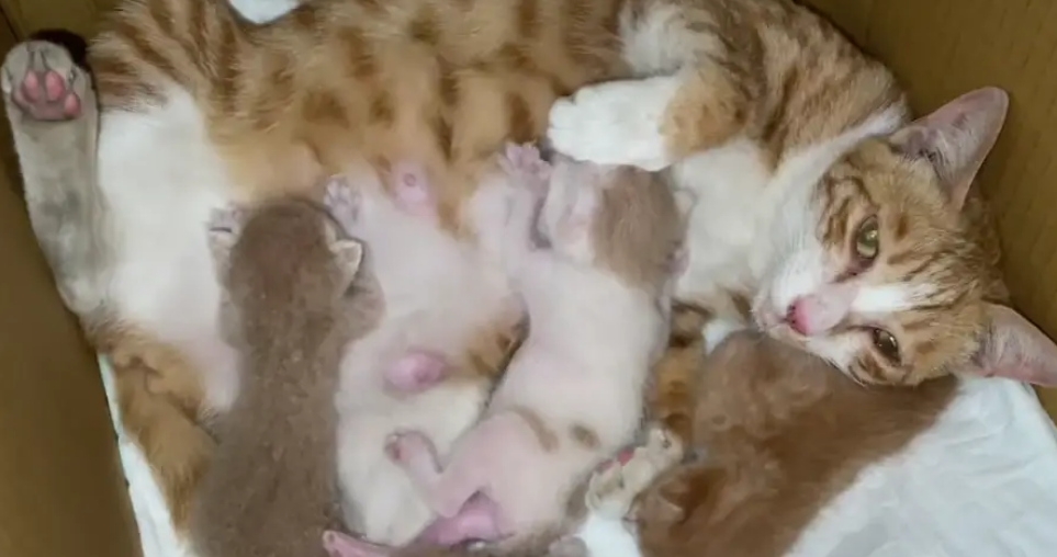 母猫生下来多久才有奶
