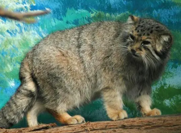 世界上最凶的猫 世界上最凶的猫