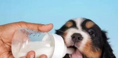 配料表只有生牛乳狗狗能喝么 配料表只有生牛乳狗狗能喝么