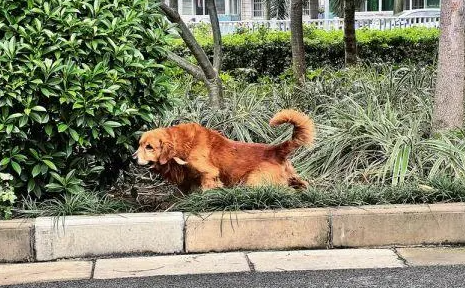 小区宠物厕所的搭建给狗狗提供了很大的便利 小区宠物厕所的搭建给狗狗提供了很大的便利