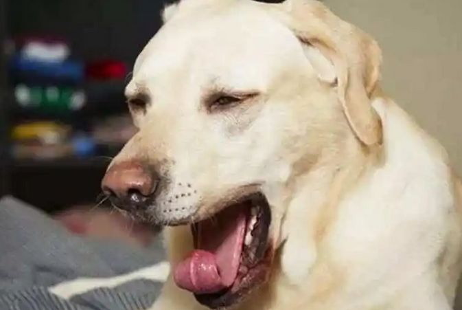 狗一直打喷嚏是怎么回事 狗一直打喷嚏是怎么回事