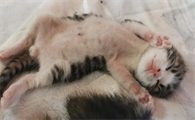 没睁眼的小猫张嘴喘气