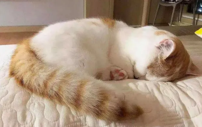 好命天生猫砂有排气 好命天生猫砂有排气