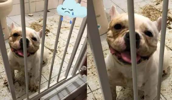 法斗浴室玩泥土笑得灿烂,妈妈回家晕倒,臭味飘来了 法斗浴室玩泥土笑得灿烂,妈妈回家晕倒,臭味飘来了