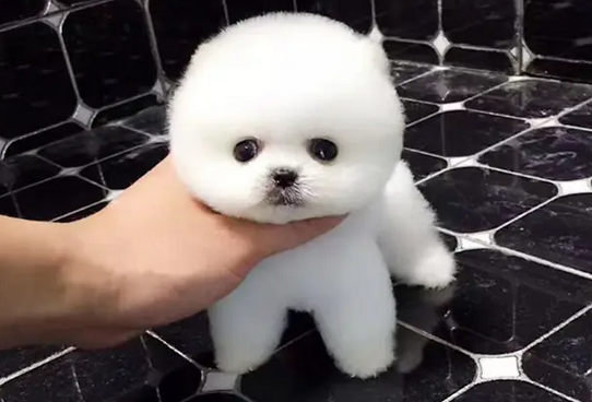 袖珍犬介绍怎么形成的