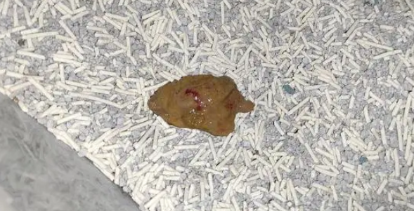 小猫便血是什么原因 小猫便血是什么原因