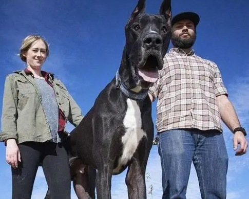 巨型犬有哪几种