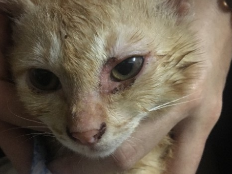 小猫眼睛流脓睁不开用什么药 小猫眼睛流脓睁不开用什么药