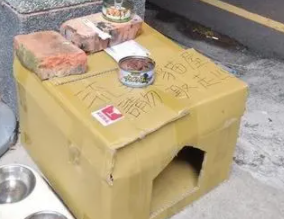 暖男盖猫窝给浪浪过冬,网揪角落怨念双眼,笑喷:抓包小三 暖男盖猫窝给浪浪过冬,网揪角落怨念双眼,笑喷:抓包小三