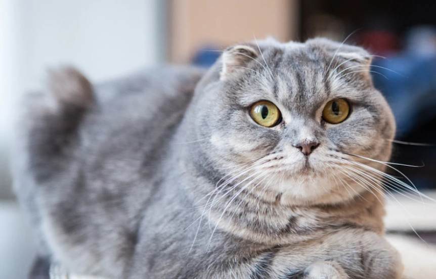 苏格兰折耳猫哪里有卖 天生平易近人的猫咪 苏格兰折耳猫哪里有卖 天生平易近人的猫咪